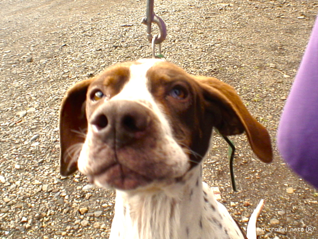 以前宿で飼っていた犬猟が出来なくなった猟犬を引取りました